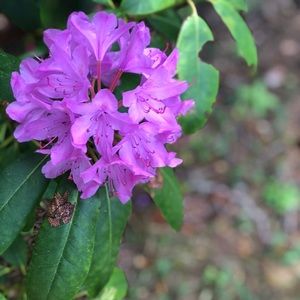 Meet your Posher, Maci